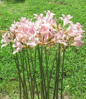 Amazon.com : 3 Bareroot Pink Spider Lily/Surprise Lily/Naked Lady